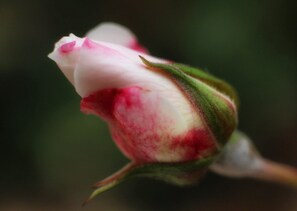 White roses in summer months
