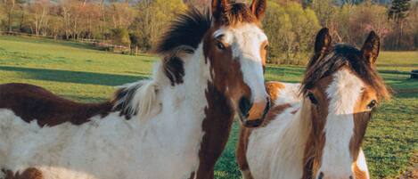 Two of our rescued ponies, Paisley and Gypsy. 