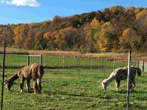 Pet llamas Rusty & Dusty grazing on grass