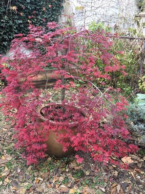 Japanese Maple in fall