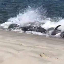 Dophins in Sam's Spit doing what is called "stranding"