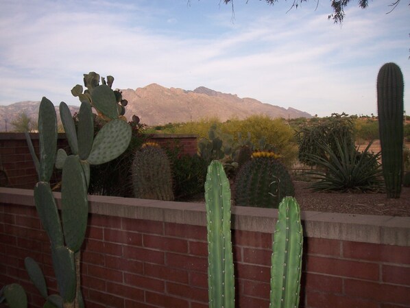 We can never get enough of this view of the Santa Catalina Mountains. 