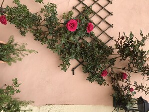 Roses on the farmhouse wall opposite the gite.
