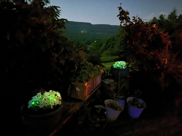 Real glowing Petunias! Crossed with firefly DNA, these flowers glow as they grow