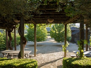 Under the Grape Arbor