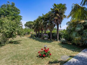 Vegetation, Baum, Eigentum, Palme, Garten, Botanik, Pflanze, Arecales, Botanischer Garten, Tropen