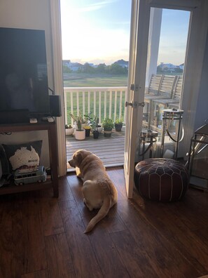 sunset views with your dog