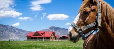 Welcome to Red Roof Ranch-horse not included