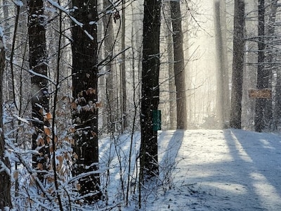 Evergreen Hideaway is a cabin nestled under tall pines.