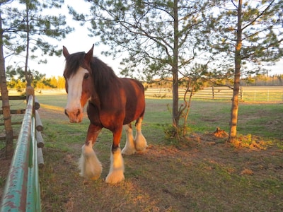 Woodhouse Cottages and Ranch - Cowboy Cottage