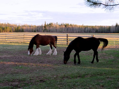 Woodhouse Cottages and Ranch - Cowboy Cottage