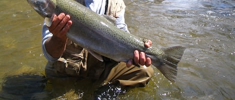 A nice spring steelhead!