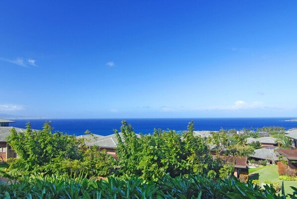 During whale season look for our most famous island visitors- the humpback whales