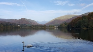 local wildlife on Grasmere 