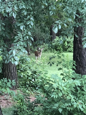Our neighbors are always popping by to say hello!