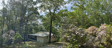 Spring mountain laurel blooms are beautiful in May