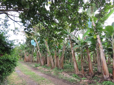 FINCA EL DIAMANTE - ALOJAMIENTO RURAL