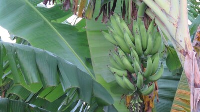 FINCA EL DIAMANTE - ALOJAMIENTO RURAL