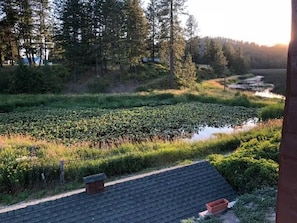 Deer Lake Marsh