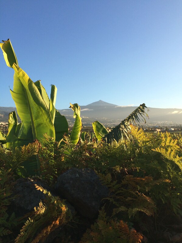 Finca La Plantación 