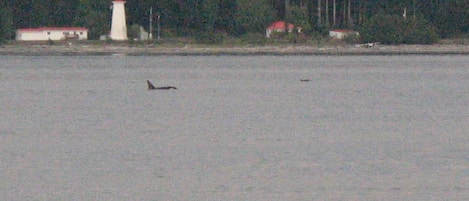 Orcas from backyard