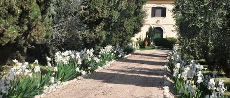 The alley leading to the farm house, surrounded by white iris ,
olive and cypres
