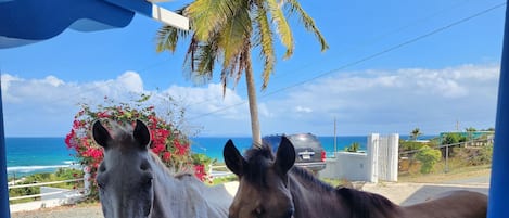 Vista da propriedade