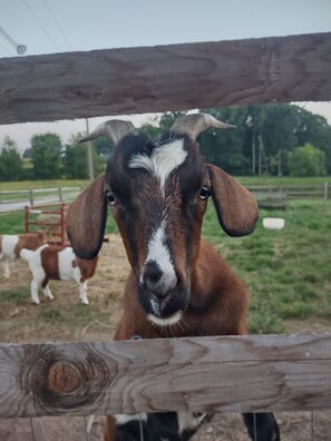 Welcome to the Farm. Meet the friendly goats!