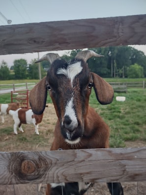 Welcome to the Farm. Meet the friendly goats!