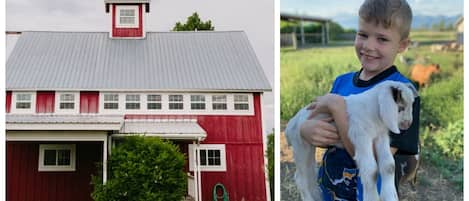 Enjoy life on a real working farm in Montana!