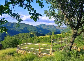 Garden in summer