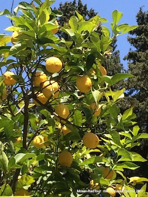 Citrus fruits almost all year round