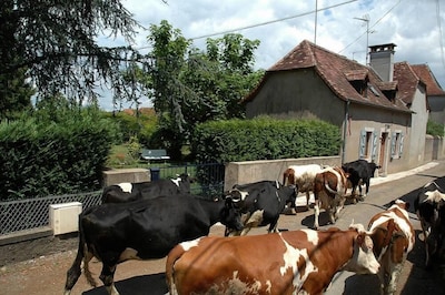 Les troupeaux de vaches, ici devant le gîte, se dirigent vers les paturages