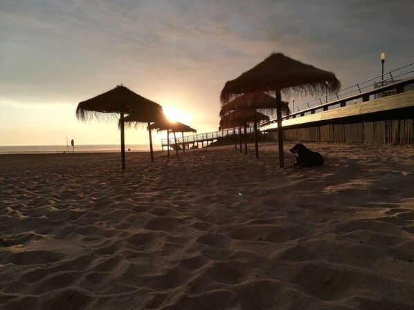 Beach Foz do Lizandro with LO Surfcamp dog "coffee"