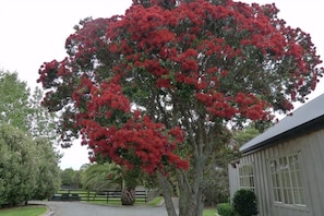 Surrounded By Beautiful Pohutukawa Trees and Farm Animals