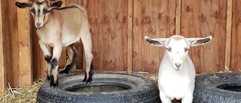 Charlie and Daisy, Nigerian Dwarf goats