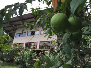 Araza, Borojo, Noni and Cacao are a few of the things growing in front