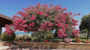 Giardino - Pianta: Lagestroemia Indica a fiori rossi