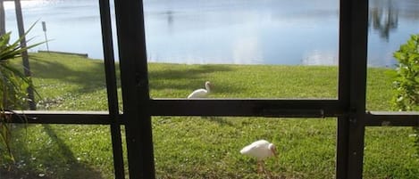 View from lanai