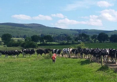 Dairy Lodge on working dairy farm in the Irish  countryside