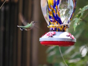 In the spring and summer, hummingbirds are really active at our Lakehouse!
