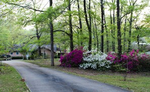 Azaleas on our driveway - early spring