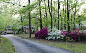 Azaleas on our driveway - early spring