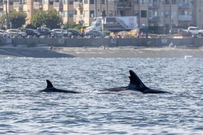 Whales hunting in Departure Bay, as beachgoers get to enjoy the show!!