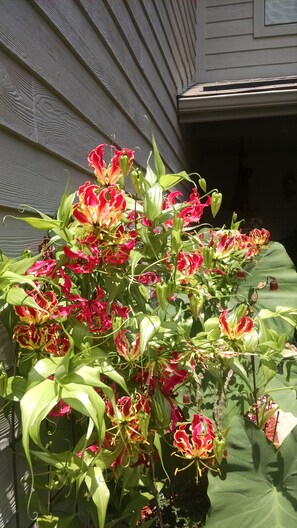 Lilies flanking entrance/summer