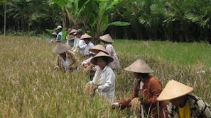 Mulyodiharjo single traditional Javanese