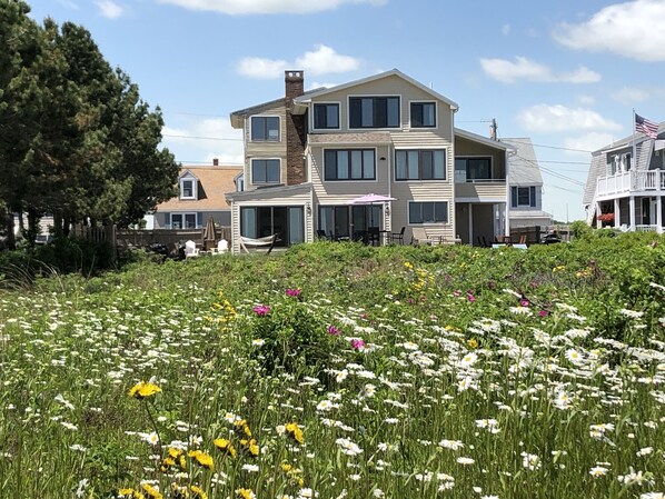 View of our home from our yard. Fragrant sea roses and wildflowers in full bloom