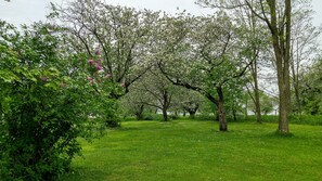 Centennial apple trees in bloom in the garden