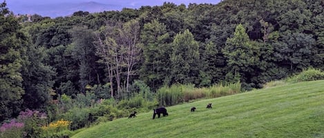 Cubs at play with Mama - picture taken from balcony by Guest Gita