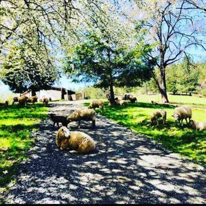 THE HIPPIE SHACK 24’YURT & tiny house AT PACHAMAMA FARM 